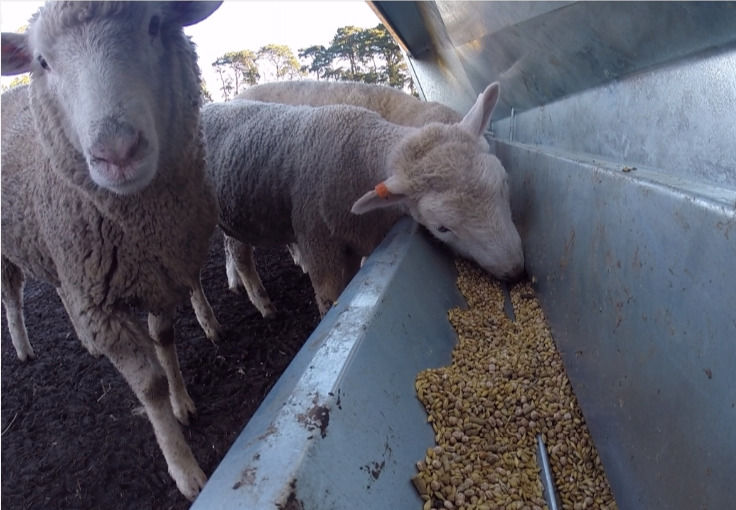 Sheep Feeding Restrictor bar